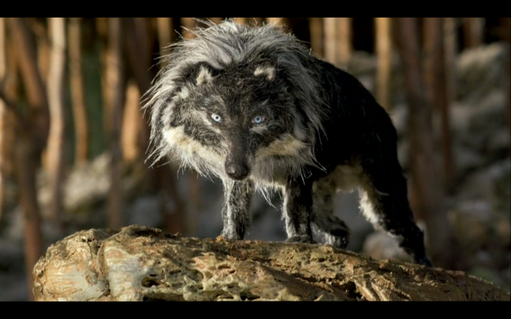 Peter & the Wolf Live - 6th Dec - Morning - Image 3